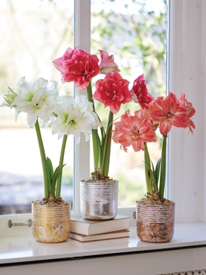 Bella Amaryllis Collection