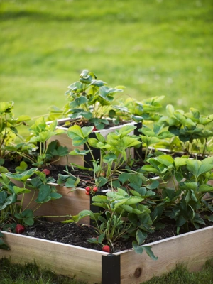 3-Tier Strawberry Cedar Bed