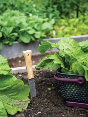 Garden Weeding Tool - Stainless and Hardwood – The Celtic Farm