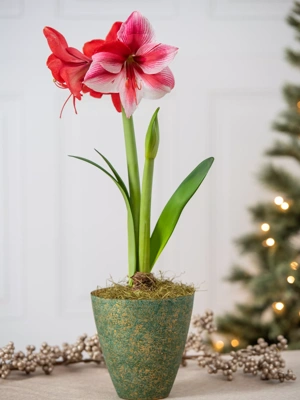 Gervase Potted Amaryllis