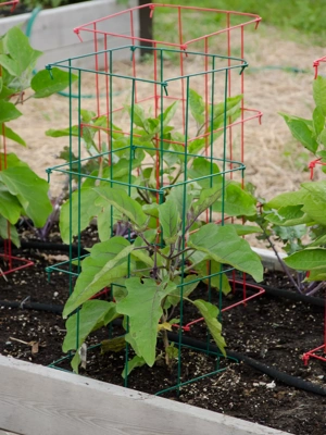 Pepper and Eggplant Cages, Set of 3