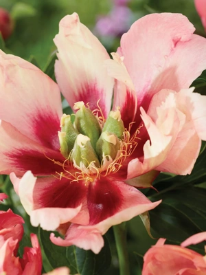 How to Plant and Grow Peony