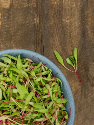 Red Beet Microgreens Organic Seeds