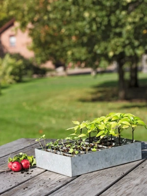 Galvanized Seed Starting Tray