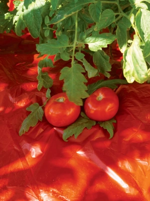 Red Tomato Mulch