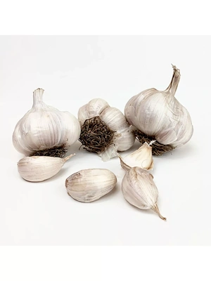 Garlic, Asiatic Spring Violet, 3 Bulbs