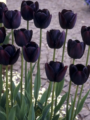 Van Zyverden Queen Of Night Tulip Bulbs, Set of 12