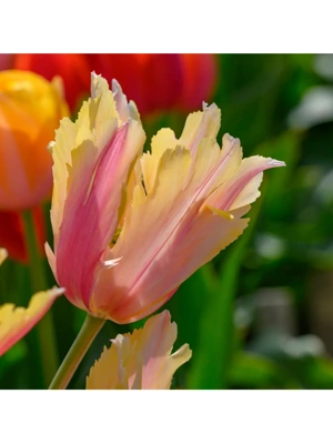 Van Zyverden Tulips Flaming Memory Set of 12 Bulbs