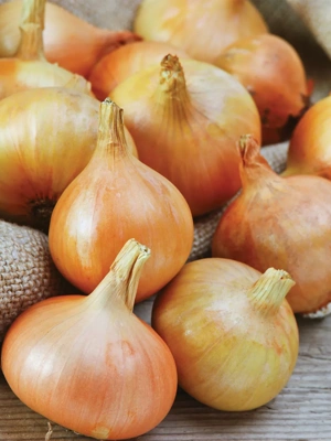 Onion Sets Yellow, 250 Bulbs