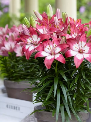 Lilies Perfect Joy For Patio and Containers, 7 Bulbs