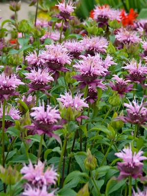 Bee Balm Beauty of Cobham, 5 Roots