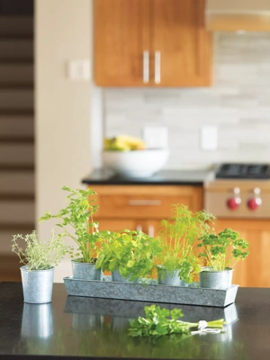 Galvanized Organic Kitchen Herbs Growing Kit