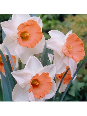 Van Zyverden Daffodils Chromacolor Set of 12 Bulbs
