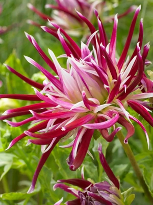 Dahlias Spider Woman, 5  Roots