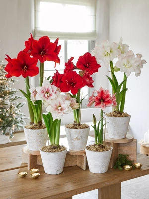 Deluxe Potted Amaryllis with Stake