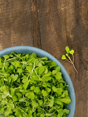 Arugula Microgreens Organic Seeds