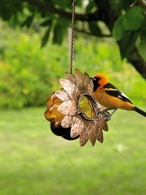 Outdoor clearance bird supplies