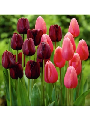Van Zyverden Tulips Park Avenue Blend Set of 15 Bulbs