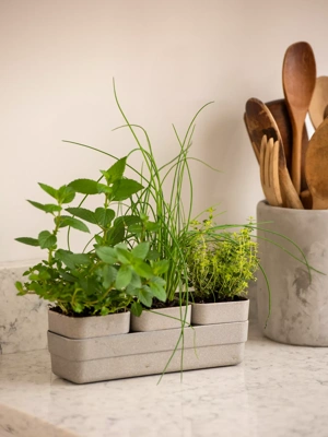 Eco Herb Planters With Tray