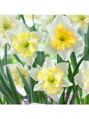 Van Zyverden Daffodils Changing Colors Set of 12 Bulbs