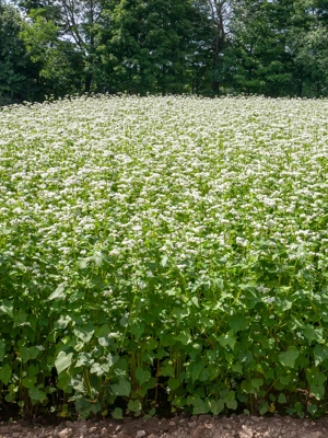 Common Buckwheat Organic Seeds