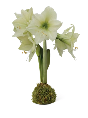 Easy Care Waxed Amaryllis Moss Wrapped