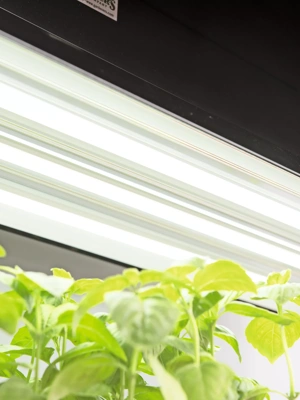 LED SunLite®  High Intensity Fixture