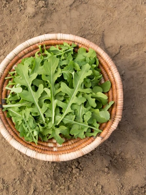 Esmee Arugula Organic Seeds