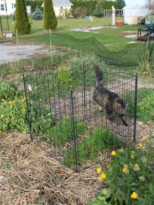 Menards invisible clearance fence