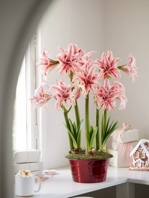 Doublet Potted Amaryllis Trio