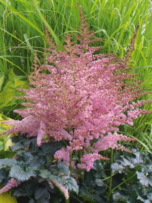 Astilbe Chocolate Kiss, 5 Roots