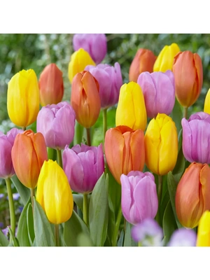 Van Zyverden Tulips Pastel Parade Blend Set of 15 Bulbs