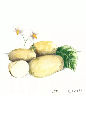 Carola Organic Seed Potatoes, 1 lb