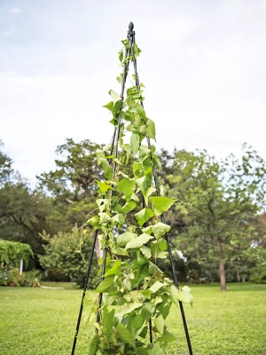 Titan Teepee Trellis