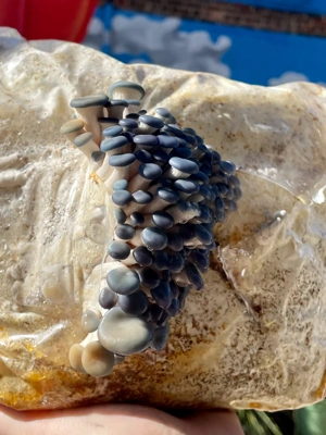 BaltiSpore Blue Oyster Mushroom Grow Kit