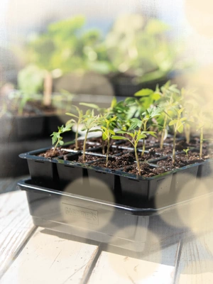 GrowEase Seed Starter Kit