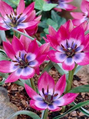 Van Zyverden Little Beauty Tulip Bulbs, Set of 12