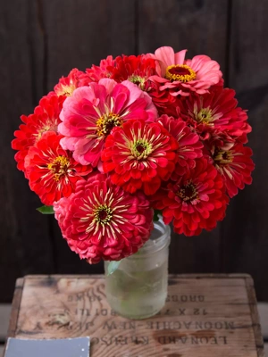 Giant Coral Zinnia Organic Seeds