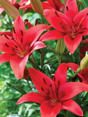 Van Zyverden Lilies Asiatic Red Sensation, Set of 7
