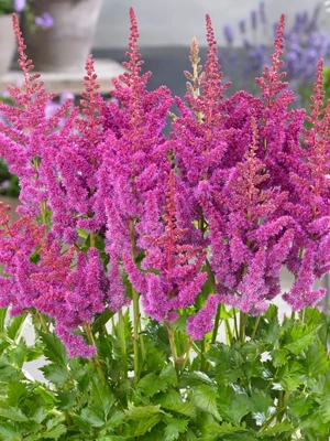 Astilbe Visions®, 3 Roots