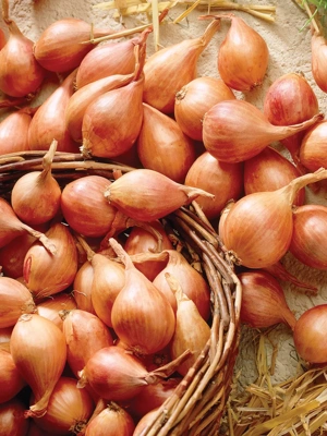 Dutch Shallots  Yellow, 25 Bulbs