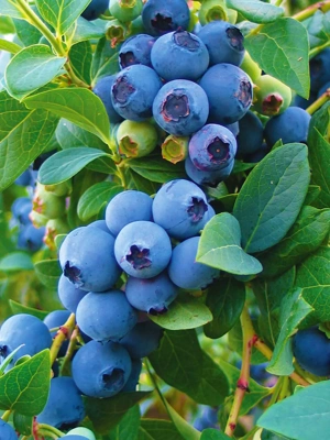 Blueberry Bluecrop, 1 Plant