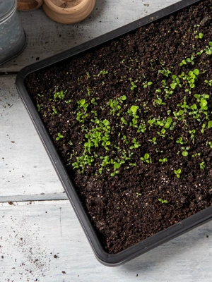 Microgreens Growing Tray, Set of 5
