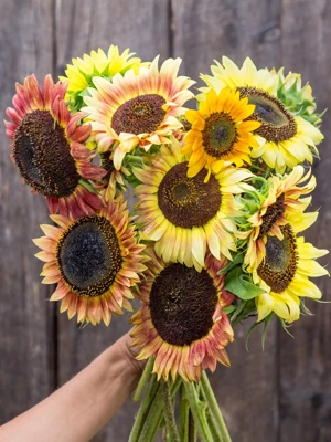Evening Colors Sunflower Organic Seeds