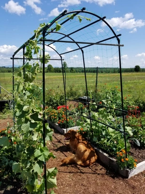 Vegetable Supports & Trellises