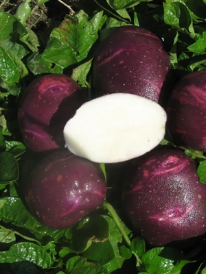 Purple Viking Seed Potatoes
