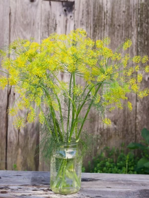 Bouquet Dill Organic Seeds