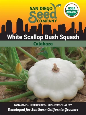 Squash, White Scallop Bush Summer Organic Seeds
