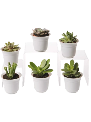 Easy Succulent Starter Kits: How To Use A Succulent Plant Kit