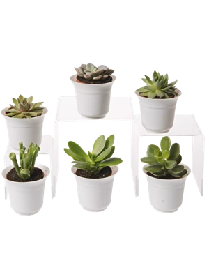 Succulent Terrarium Plant Collection, Set of 6